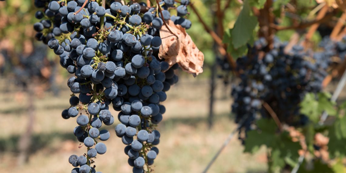 포도농장 하루 일당이 9달러…