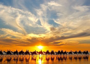 재미로 보는 호주 이야기- 호주에 들어온 낙타, 건조한 지역에서 가치 입증