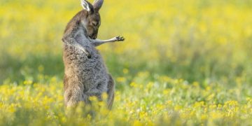 ‘Comedy Wildlife Photo Awards’, 올해의 수상 후보작 공개