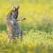 ‘Comedy Wildlife Photo Awards’, 올해의 수상 후보작 공개