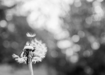 NSW 주에서 허용된 ‘voluntary assisted dying’, 그 적용은 어떻게?