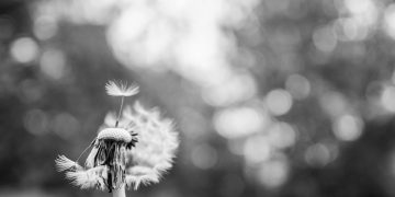 NSW 주에서 허용된 ‘voluntary assisted dying’, 그 적용은 어떻게?