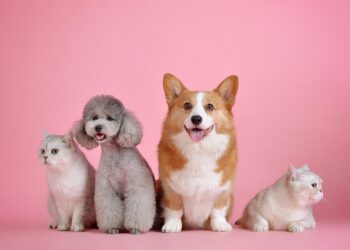버진 항공, 반려동물 동반 탑승 서비스 예정. 기내 동반 동물은 개와 고양이에 한정