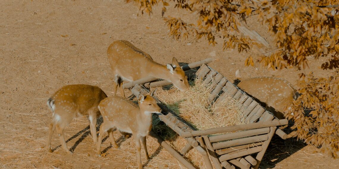 호주, 야생 유해동물과의 전쟁에서 밀려. 농업 피해 수억 달러 규모