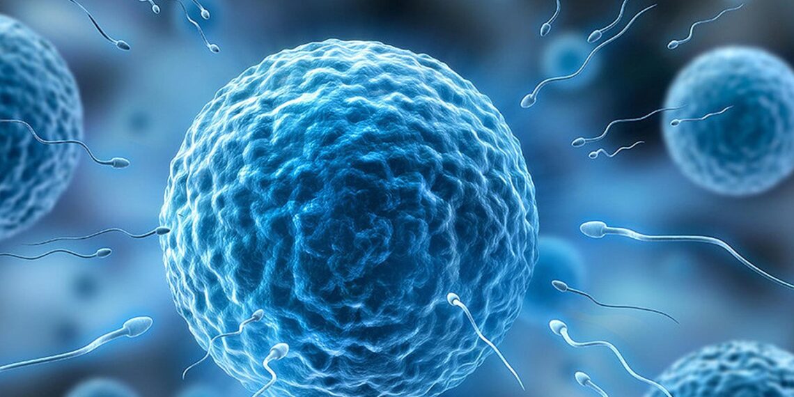 비혼여성,동성커플도 IVF 환급 가능. 연방 보건부 ‘불임’에 대한 정의 확대