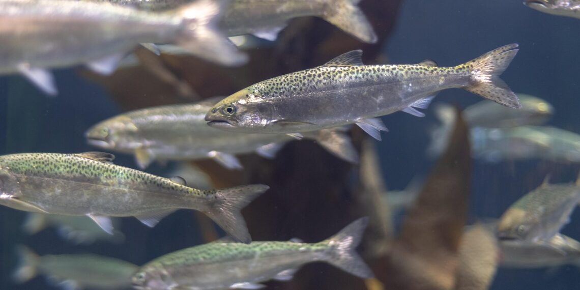 마우지안 가오리 멸종 위기, 타즈매니아 맥쿼리 하버에서 이뤄지는 연어 양식이 원인?