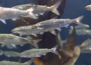 마우지안 가오리 멸종 위기, 타즈매니아 맥쿼리 하버에서 이뤄지는 연어 양식이 원인?