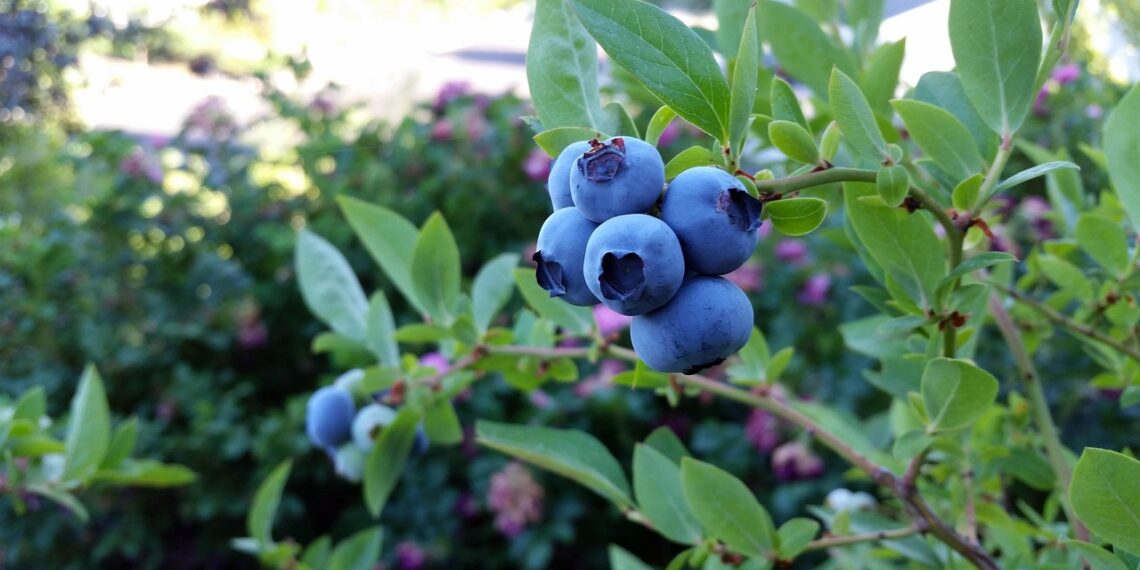 코프스하버 블루베리 작황 위기. 잇단 강우로 가격 급등 우려 커져