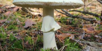NSW 야생버섯 섭취 경고, 논란의 치명적 독버섯 데스캡(Death Cap) 발견…