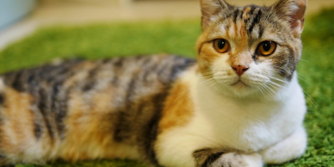 고양이 털로 만든 옷이 시중에..아동 조끼서 고양이‧토끼 털 검출