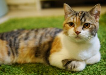 고양이 털로 만든 옷이 시중에..아동 조끼서 고양이‧토끼 털 검출