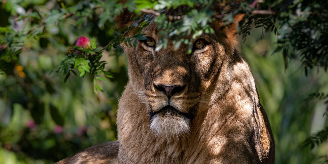 맹수는 동물원에서 퇴출해야” 동물원 직원 팔 잃는 사고 후 동물단체 촉구