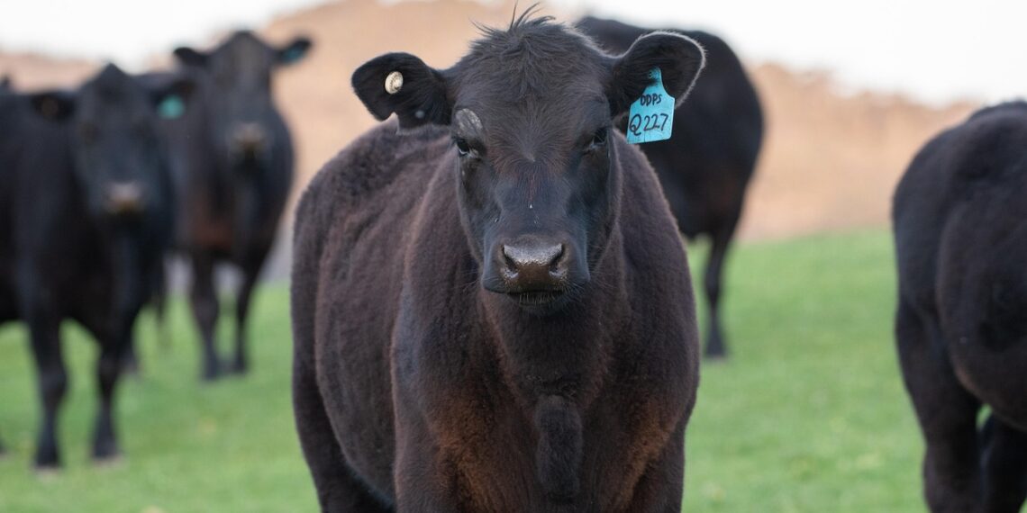 호주산 ‘친환경 소고기’ 출시, 메탄 90% 줄인 신기술 적용