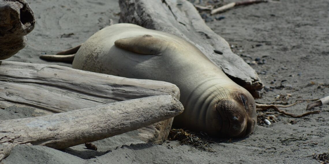 호주령 히어드섬 치명적 조류독감 의심, 코끼리바다표범에서 질병 징후 관찰