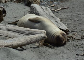 호주령 히어드섬 치명적 조류독감 의심, 코끼리바다표범에서 질병 징후 관찰