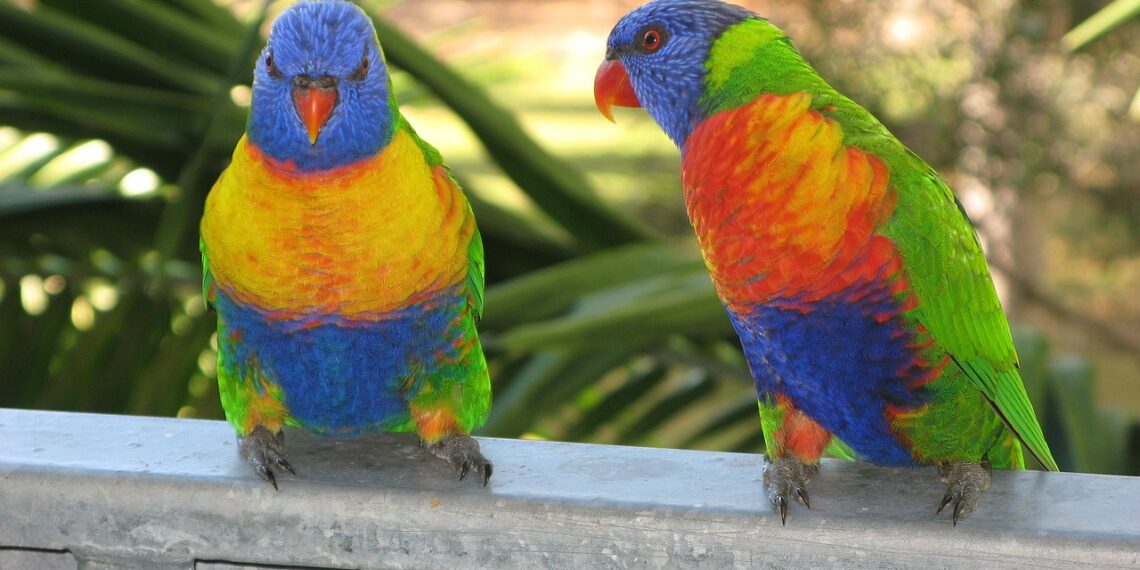‘호주 새 관찰 주간’ 오늘 시작. 전국 시민 참여로 12년째 이어지는 ‘Aussie Bird Count’