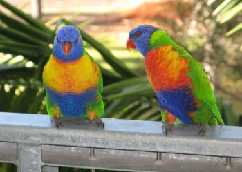 ‘호주 새 관찰 주간’ 오늘 시작. 전국 시민 참여로 12년째 이어지는 ‘Aussie Bird Count’