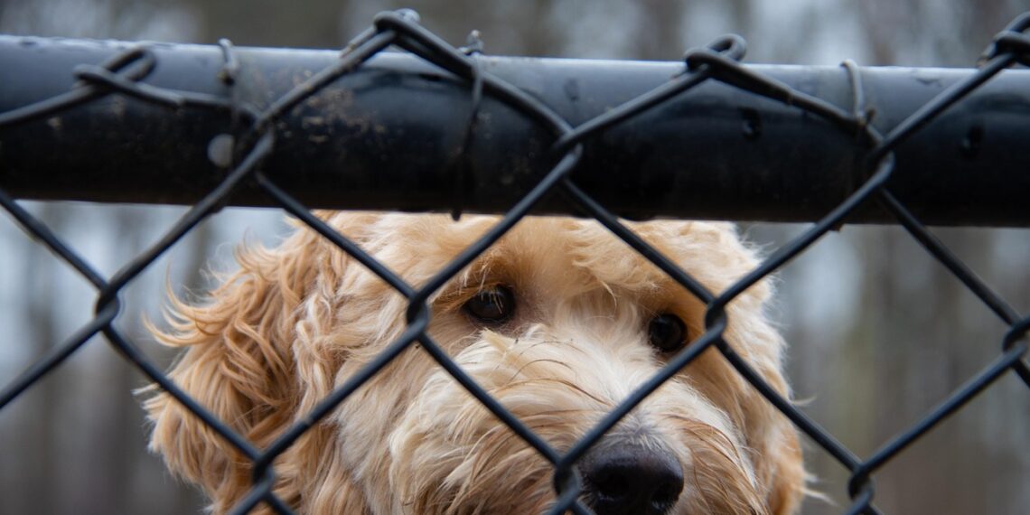 NSW주, ‘강아지 공장’ 근절 위해 법 강화. 최대 $110,000 벌금 또는 징역 가능