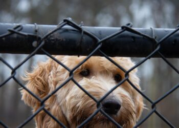 NSW주, ‘강아지 공장’ 근절 위해 법 강화. 최대 $110,000 벌금 또는 징역 가능