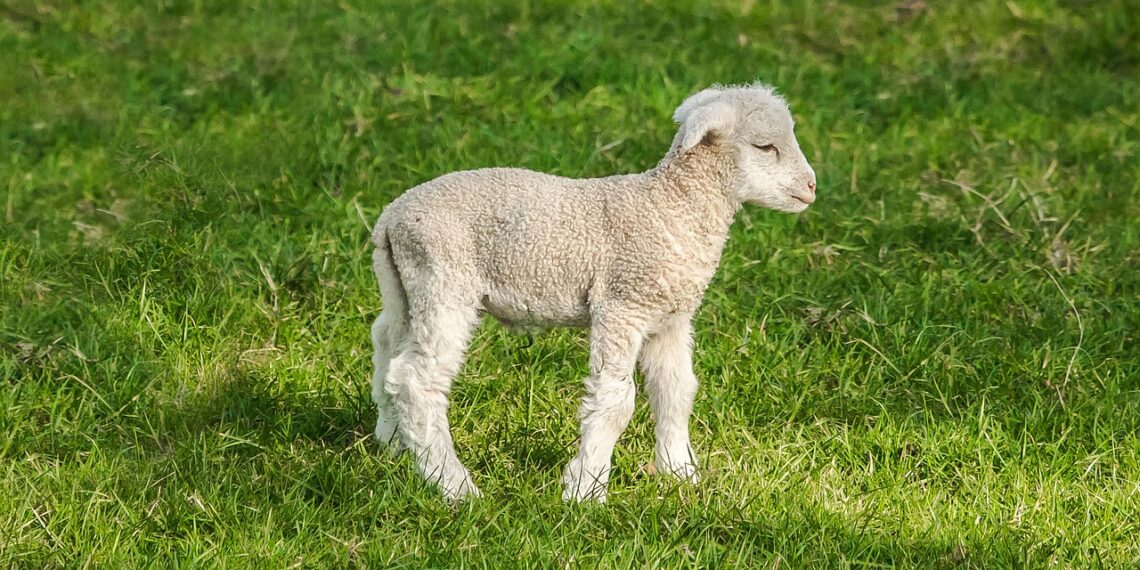 야생돼지에 새끼 양 몰살 위기 “140년 가업이 무너지고 있다”