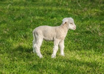 야생돼지에 새끼 양 몰살 위기 “140년 가업이 무너지고 있다”