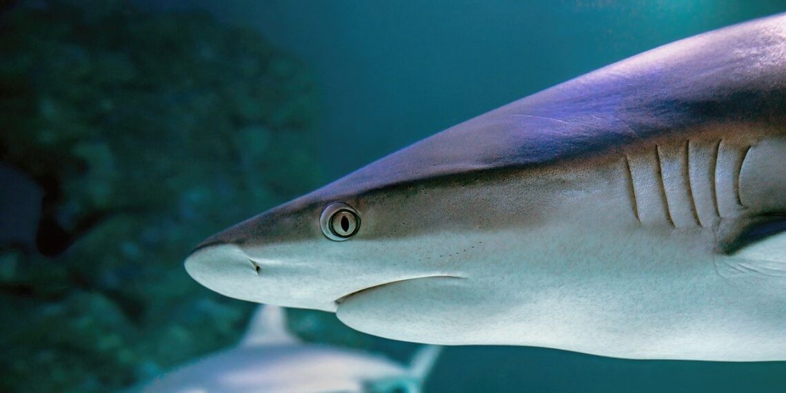 크라우디베이 국립공원 상어 공격으로 참변. 20대 여성 숨지고 남성 중상, 해변 긴급 폐쇄