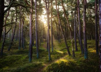 자유당 내 ‘연립당 해체론’ 부상, 국민당의 탄소중립 폐기 결정 후폭풍
