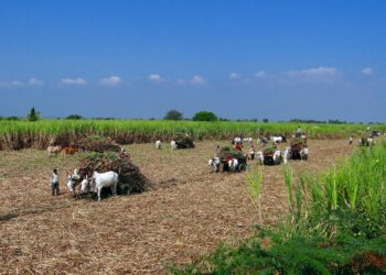 쿠바산 폴리코사놀 ‘대사증후군’ 환자의 콜레스테롤 조절 효과