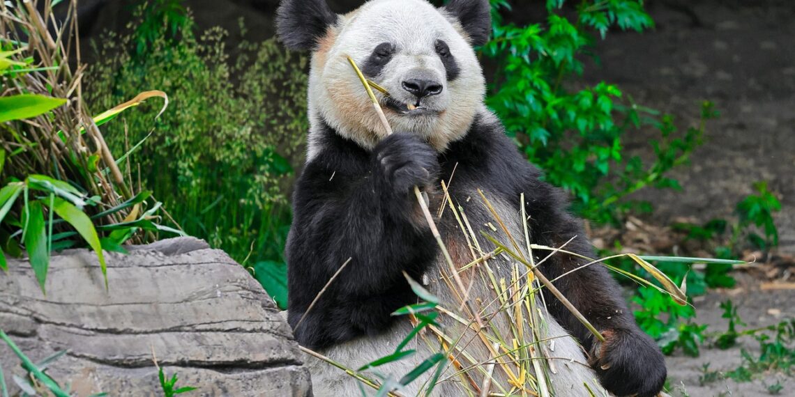 일본, 중국에 마지막 판다 반환…중일 관계 악화가 보여준 동북아 외교·안보 위기