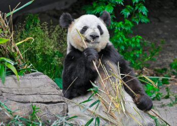 일본, 중국에 마지막 판다 반환…중일 관계 악화가 보여준 동북아 외교·안보 위기