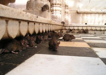 시드니 쥐떼 창궐, 도심 전역으로 확산 “2026년엔 더 대담해졌다”