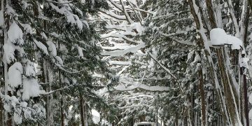 골드코스트 초등생, 일본 스노모바일 투어 중 사망..가족과 호주 사회 깊은 애도 이어져