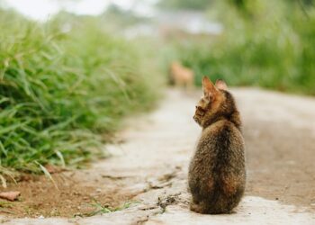 길고양이 급증에 구조단체들 한계 호소, NSW “고양이 관리법 바뀌지 않으면 악화”
