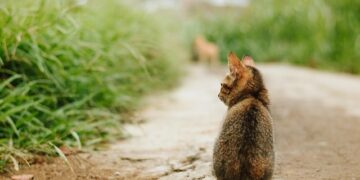 길고양이 급증에 구조단체들 한계 호소, NSW “고양이 관리법 바뀌지 않으면 악화”
