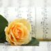 「오월 광주 작은 문화제」시드니에서 열려, 노래와 문학으로 만나는 5·18의 기억