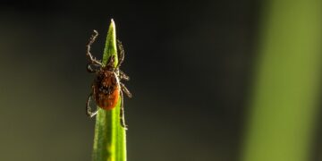 16세 소년 진드기 물림 후 사망, 야외활동 속 붉은 고기·젤라틴 섭취 치명적 결과