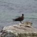 호주 첫 H5N1 야생조류 감염 확인에 방역망 비상, 해양생태계·가금산업 우려 속 정부 총력 대응