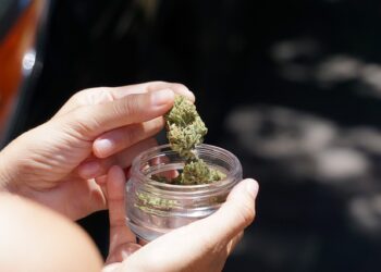 NSW 의료용 대마 사용자 운전 허용 추진, THC 기준치 도입 논란 속 도로규정 개편