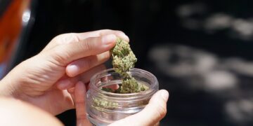 NSW 의료용 대마 사용자 운전 허용 추진, THC 기준치 도입 논란 속 도로규정 개편