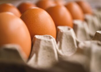 타즈매니아서 H5N1 조류인플루엔자 첫 확진..호주 양계업계 비상, 달걀값 인상 우려 확산