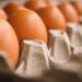 타즈매니아서 H5N1 조류인플루엔자 첫 확진..호주 양계업계 비상, 달걀값 인상 우려 확산