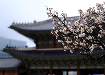 통일부 시드니 ‘한국의 날’ 축제에서 재외동포 평화·통일 문화행사 개최