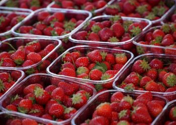 호주 대형마트 농산물 잔류농약 조사서 부적합 사례 확인, 딸기 한 팩서 기준치의 10배 가까운 농약 검출